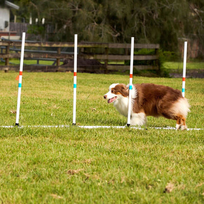 Dog Agility Training Benefit - Enhance Obedience and Safety
