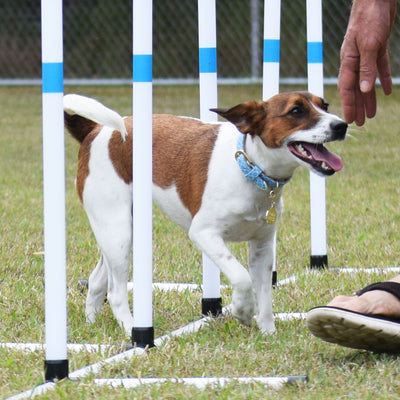 Dog Agility Training Benefits - Bonding with your Dog
