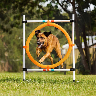 Dog Agility Training Benefits - Improves Physical & Mental Health