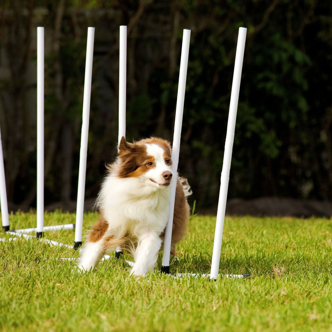 Dog Agility Beginner Set - Hoop, Poles, & Bar Jump