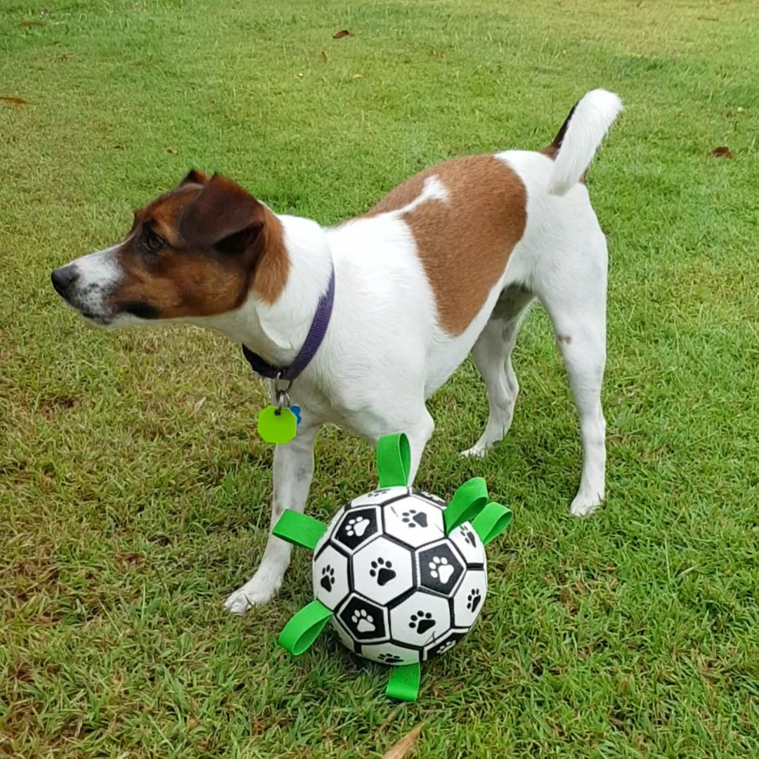 Buy Dog Soccer Ball with Tabs