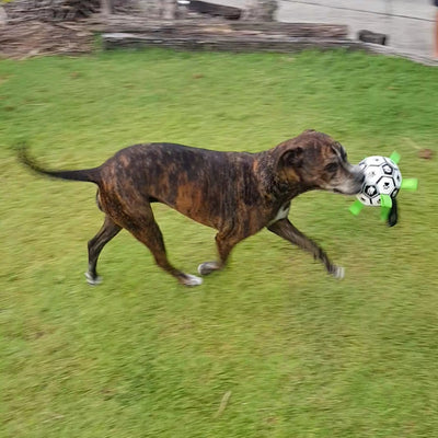 dog playing with soccer ball with tabs