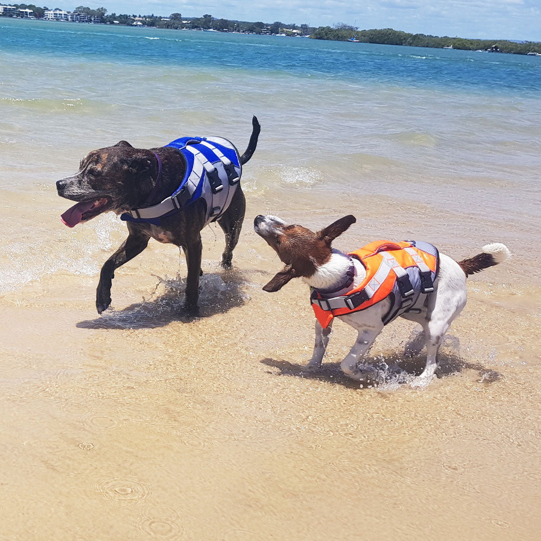 ASM Brindle Dog and Jack Russell in Life Jackets at the Beach