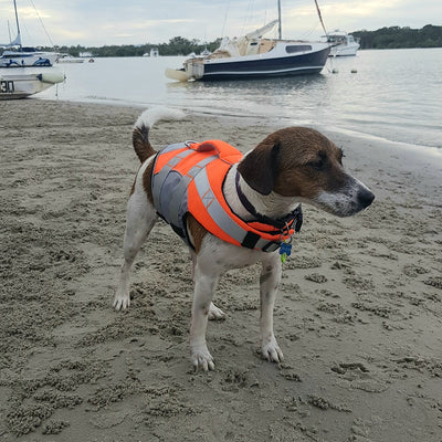 Orange Dog Life Jacket on a Jack Russell attheriver