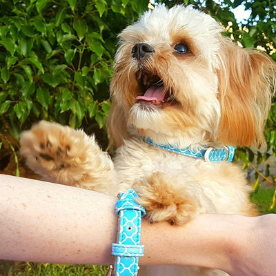 Dog Collar and Matching Bracelet Set