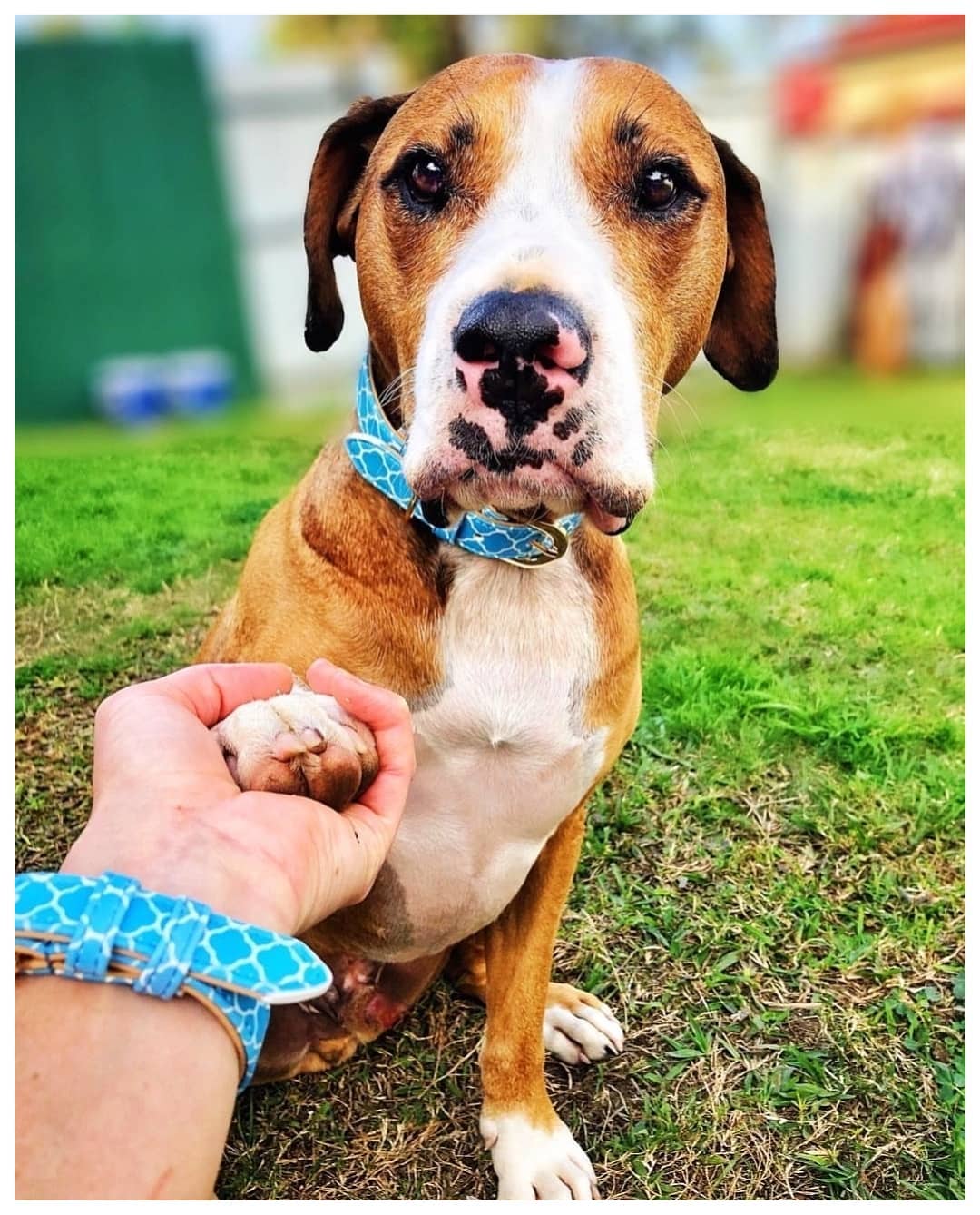 Matching dog and owner bracelet best sale