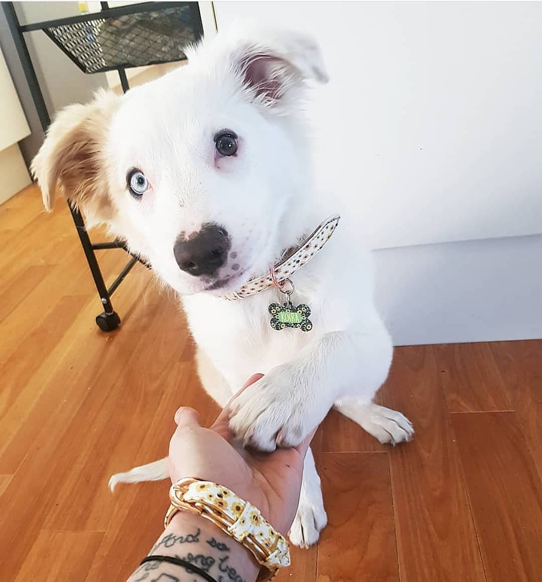 Matching dog and owner bracelet hotsell